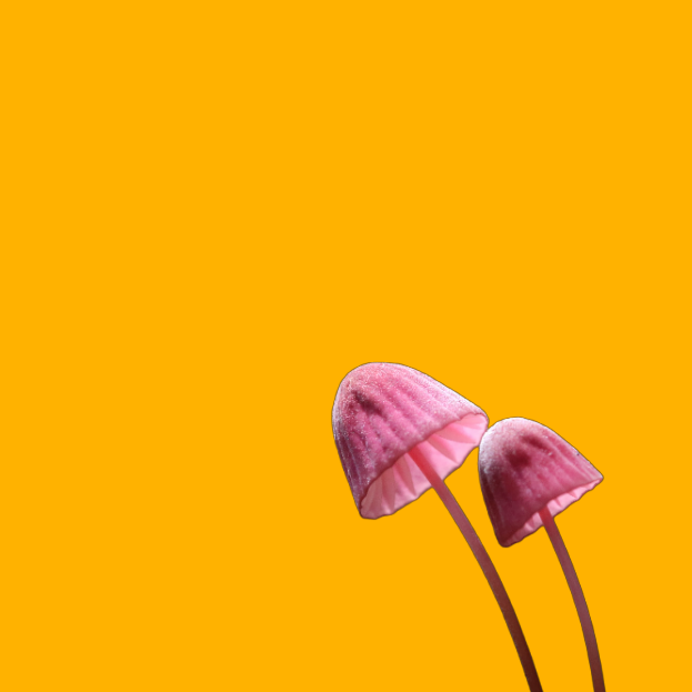 visual of product